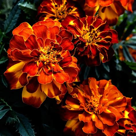 Safari Scarlet Marigold Seeds Rareseeds