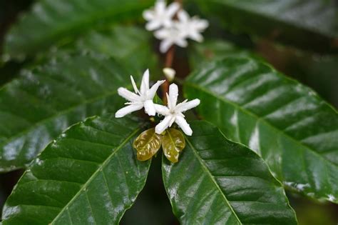 Premium Photo | Coffee tree blossom with white color flower