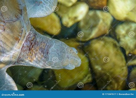 Close Up of Albino Sea Turtle Under Water Stock Image - Image of cute ...