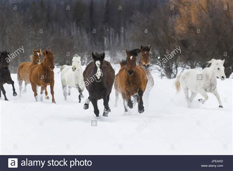 Horses Running Snow Stock Photos & Horses Running Snow Stock Images - Alamy