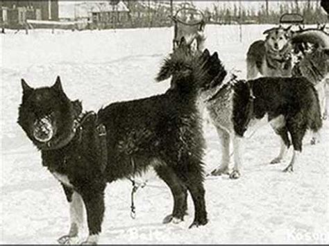 8 Facts about Balto - Fact File