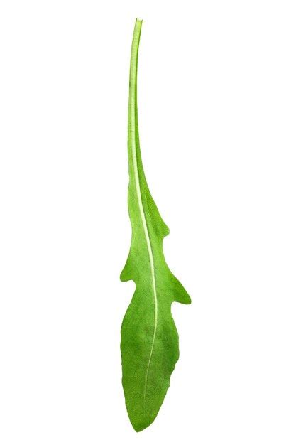 Premium Photo | Green arugula leaf isolated on white