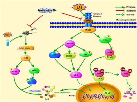 Molecular Mechanism Of Anemoside B Regulating Inflammation In Vivo And