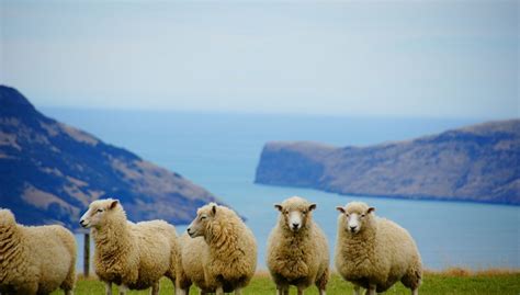 Neuseeland Erkennt Alle Tiere Als F Hlende Wesen An