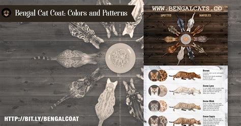 Visual Guide to Bengal Cat Coat Colors and Patterns : bengalcats