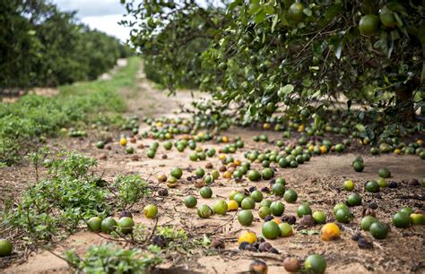 Floridas Farmers Look At Irmas Damage Probably The Worst Weve Seen