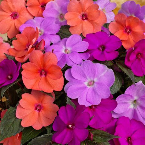 Impatiens Hawkeri Impatiens Sunpatiens Compact Hawaiian Sunset Mix