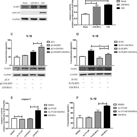 Gm Rna Induction Of Il 1β Expression Via Nlrp3caspase 1 Inflammasomes