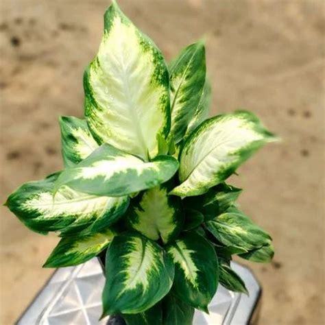 Green Decorative Dieffenbachia Indoor Plant at Rs 45/plant in Barpeta | ID: 26226645173