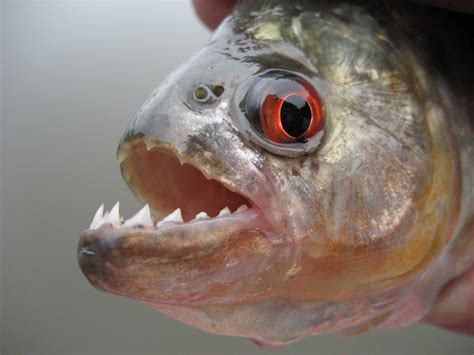 Schock Vorfall In Brasilien Mann Von Killer Piranhas Zerfleischt