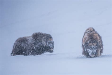 21 Wild Animals in Norway [Wildlife in Norway] - Kevmrc