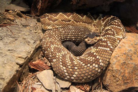 Presencia De Reptiles En M Xico Procuraduria Federal De Proteccion Al