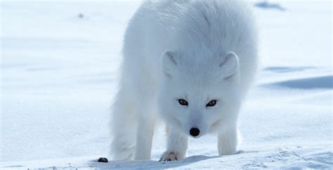 Tundra Arctic Fox