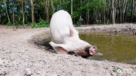 Schwein Pia Im Pool Spiel Spa Abk Hlung Youtube