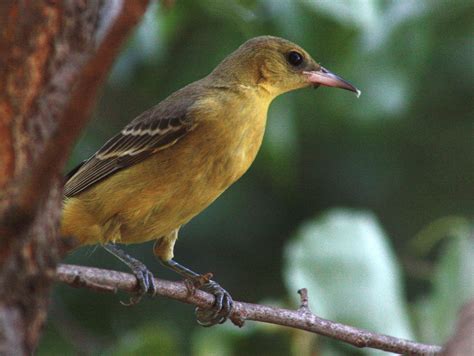 TIAPL Education AssociationT.I.A.P.L.= "Truth Is A Pathless Land."* - Home