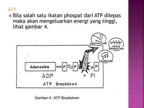 Energi Hasil Dari Katabolisme Selalu Disimpan Dalam Bentuk 8