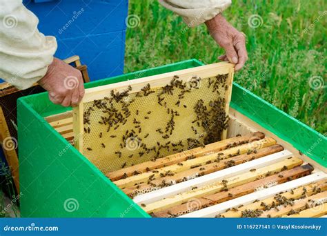 L Apiculteur Examine Des Abeilles En Nids D Abeilles Dans Les Mains D