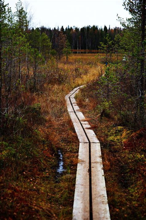 Gratis Billeder Tr Natur Skov Sti Gr S Demark Spore Blad