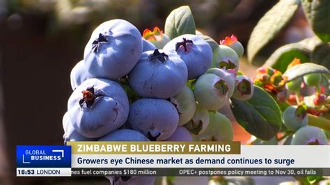 Zimbabwe Blueberry Growers Eye Chinese Market As Demand Surges YouTube