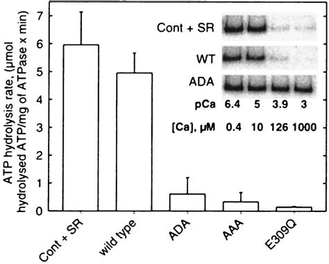 Ca 2 Atpase Activity Of Yeast Membranes Containing Expressed Wild Type