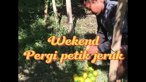 Petik Jeruk Bersama Keluarga Kotamalang Jeruk Healing YouTube