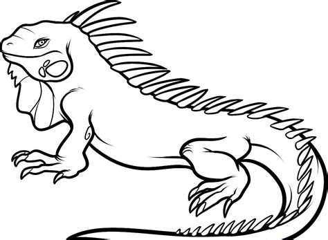 iguana picture  coloring
