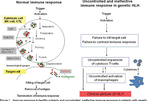 Figure 1 From Hemophagocytic Lymphohistiocytosis Pathogenesis And Treatment Semantic Scholar