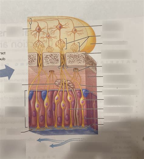 BIO 228: Nasal Anatomy Diagram | Quizlet