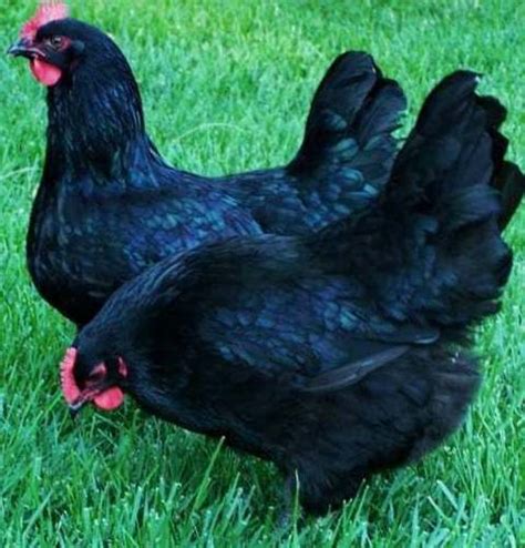 Kadaknath Poultry Black Chicks At Best Price In Koregaon Kisan Agro Farm