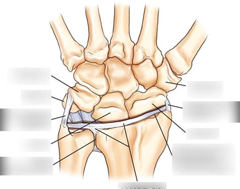 Radiocarpal Joint Diagram | Quizlet