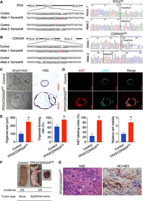 Generation And Multiomic Profiling Of A Tp Cdkn A Double Knockout