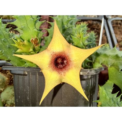 HUERNIA EMESESI Hibrido Cactus Don Francis