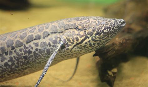 Dipneusti - Lungfish: facts, distribution & population | BioDB