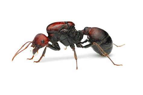 Messor Cephalotes Giant African Harvester Ant Ants Hq