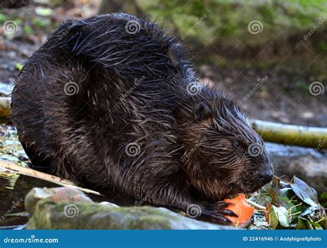 Beaver Eating A Carrot Stock Photo Image Of Rodent Aquatic 22416946