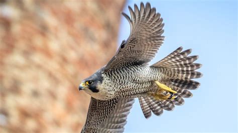 St Albans Live Stream Of Peregrine Falcon Nest At Cathedral Launched