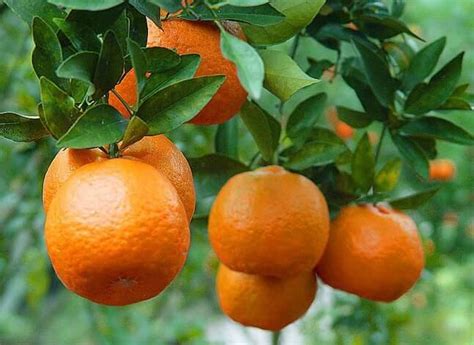 10 Easy Tips How To Plant Orange Tree In Pot The Gardening Dad