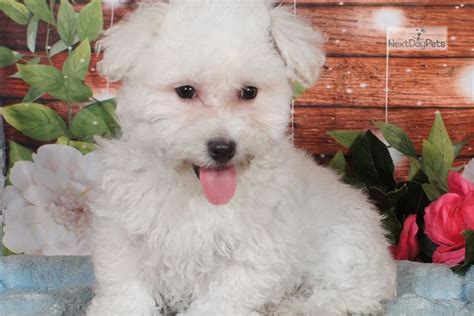 Bob Bichon Frise Puppy For Sale Near State College Pennsylvania