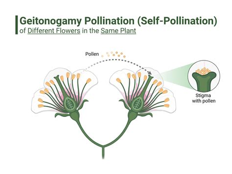 Pollination Types Agents Process And Importance