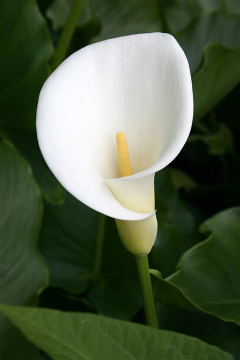 Lirio Cala Calla In My Backyard Cala Lirio De Agua Alca Flickr