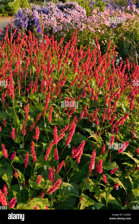 Mountain Fleece Bistorta Amplexicaulis Firetail Syn Polygonum