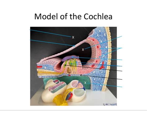 model   cochlea quiz