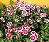 Dianthus chinensis - How to grow & care