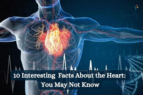 10 Interesting Facts About The Heart You May Not Know The