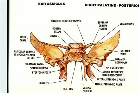 Sphenoid Bone Posterior View