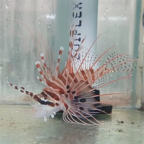 antennata lionfish ocean reefs marine aquariums