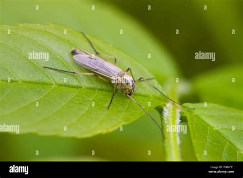 Spotted Crane Fly Neohrotoma Appendiculata Adult At Rest On A Leaf