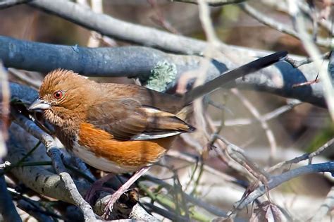 Eastern Towhee | Audubon Field Guide