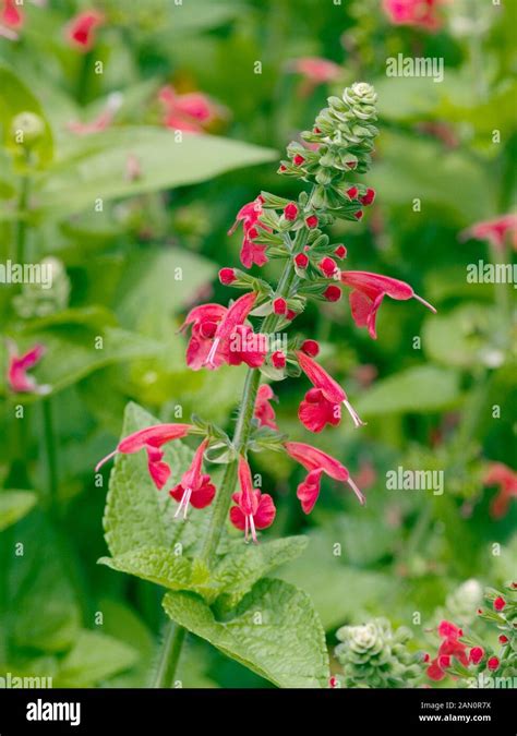 SALVIA COCCINEA LADY IN RED Stock Photo - Alamy