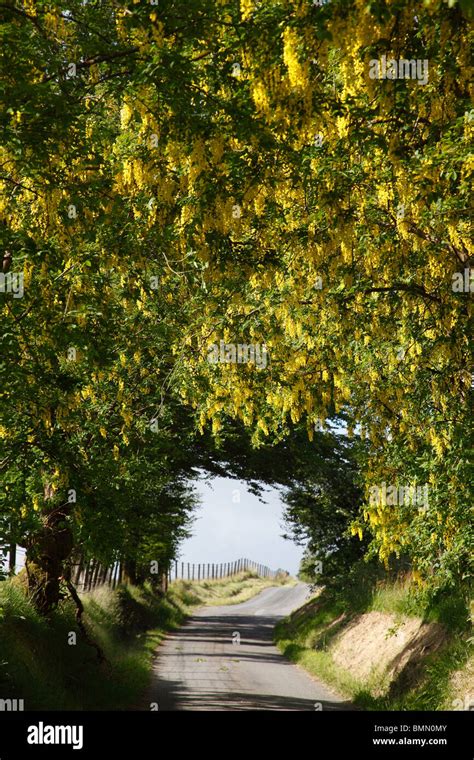 Laburnum arch hi-res stock photography and images - Alamy